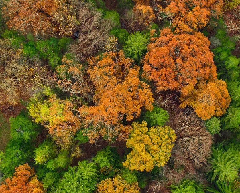 Nadir Drone Photograph of Autumn foliage in Booton township NJ