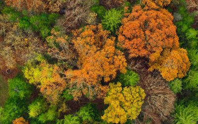 Fall Foliage Drone Photography