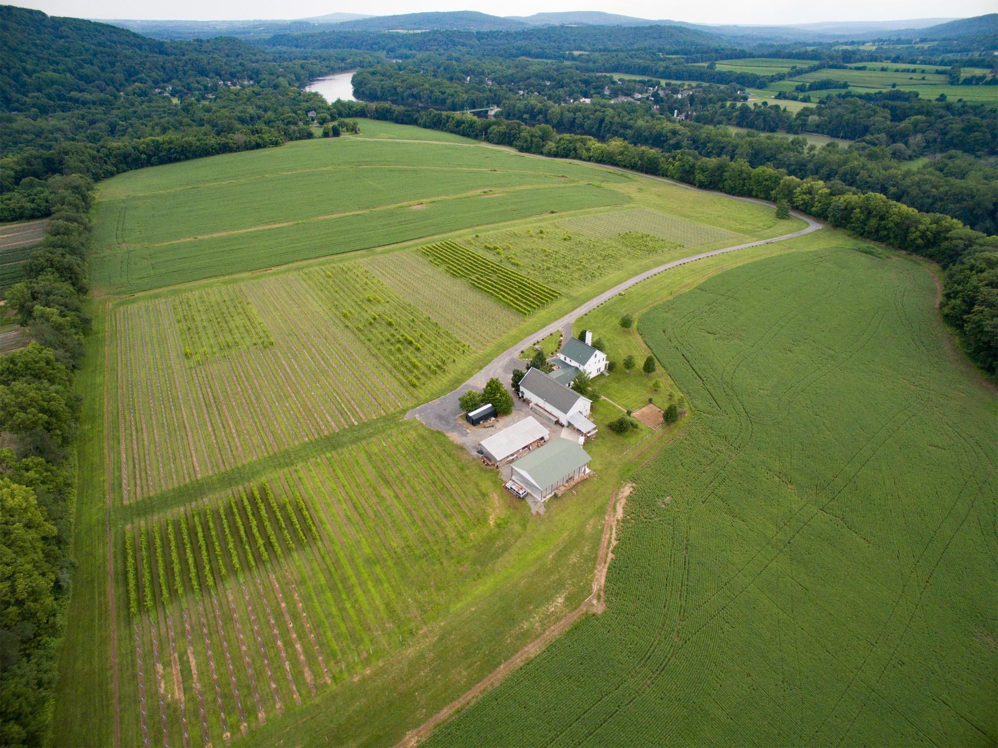 Drone Photograph of Vineyard in New Jersey