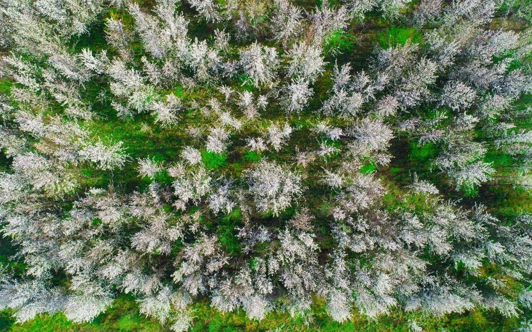 Drone Photograph of birds eye view of white flowering trees in the Spring