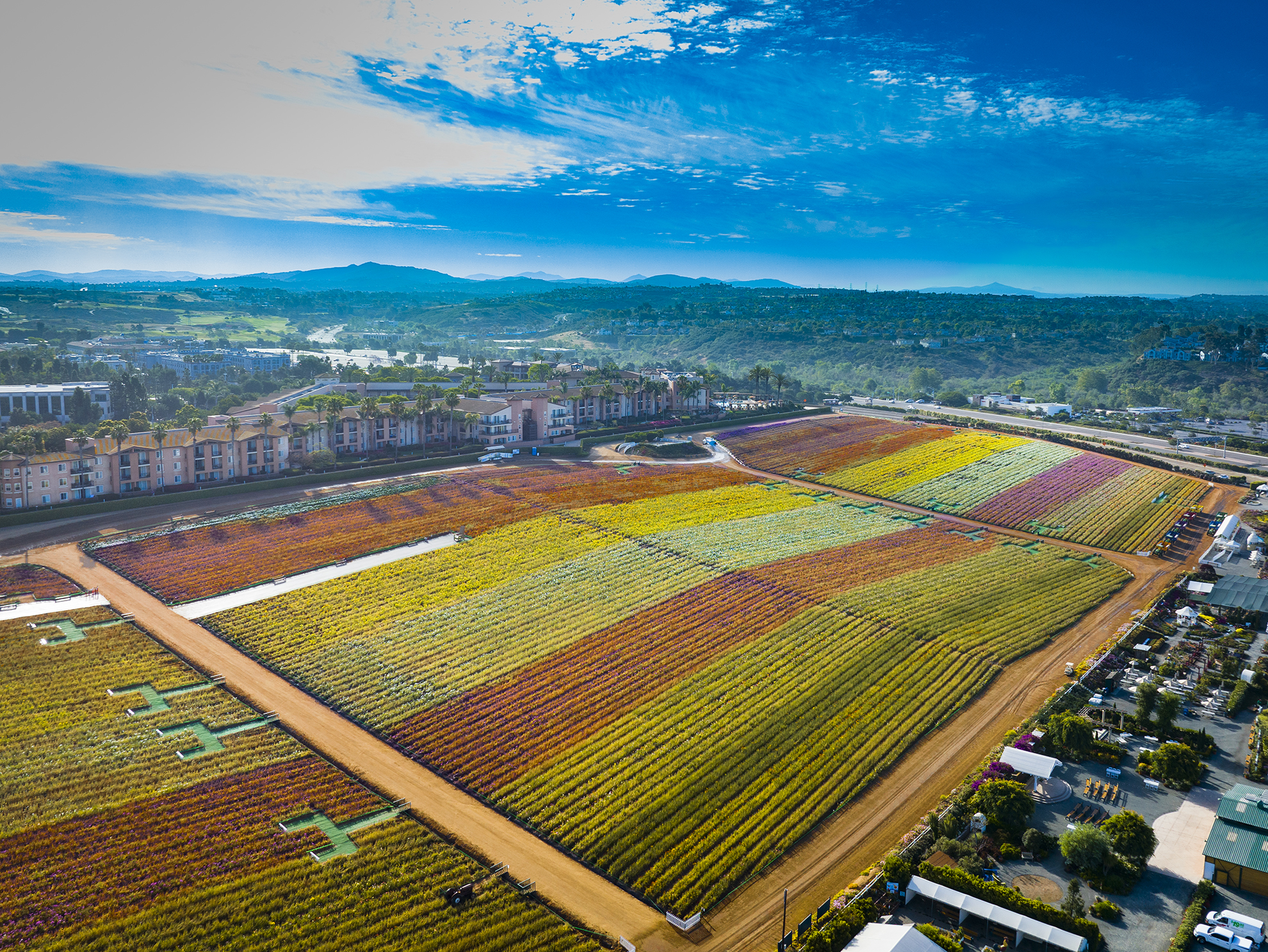Drone photograph of Flower Fields in Carlsbad California