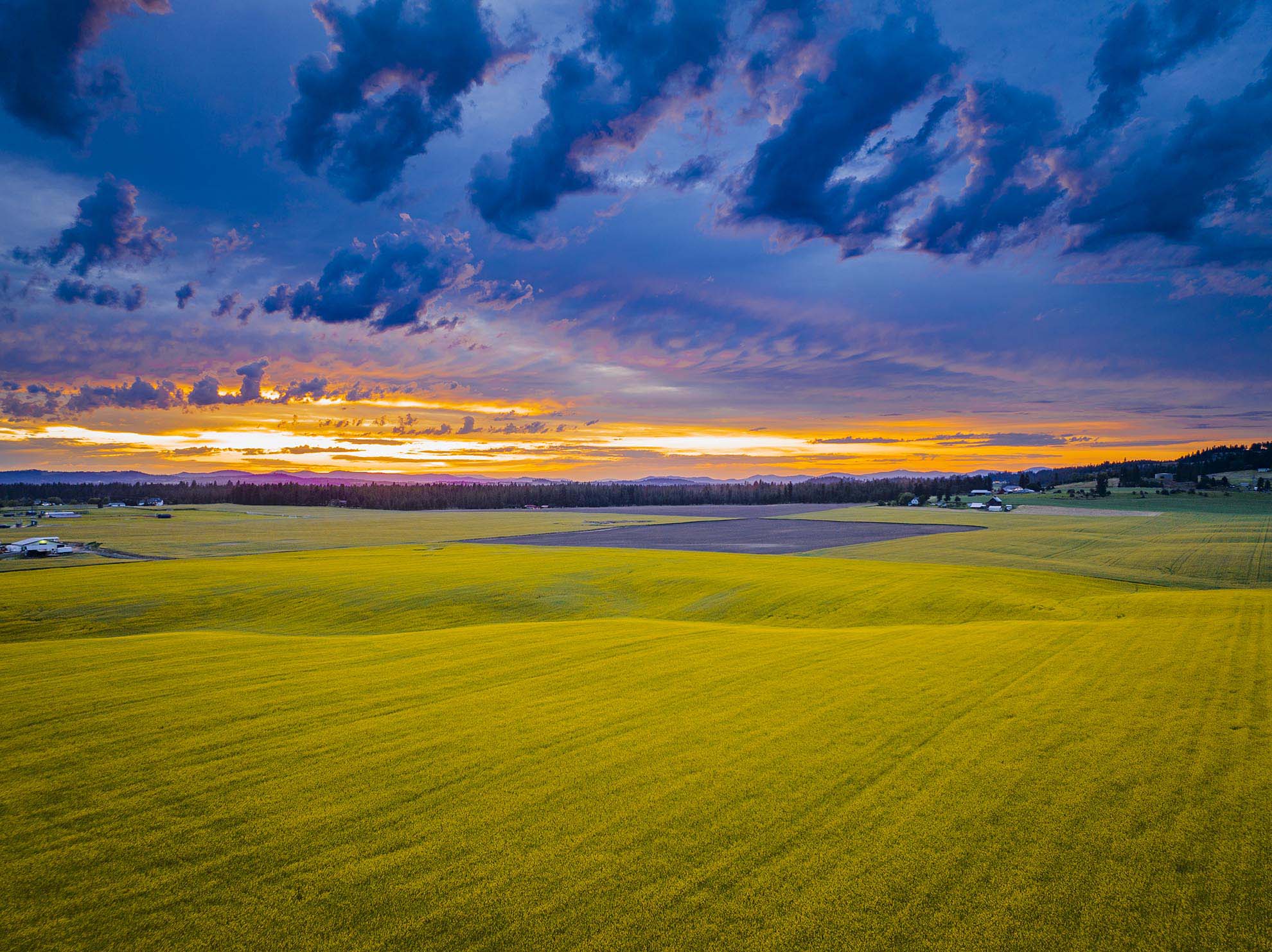 Drone Photograph of the Canola farm Washington State at sunset