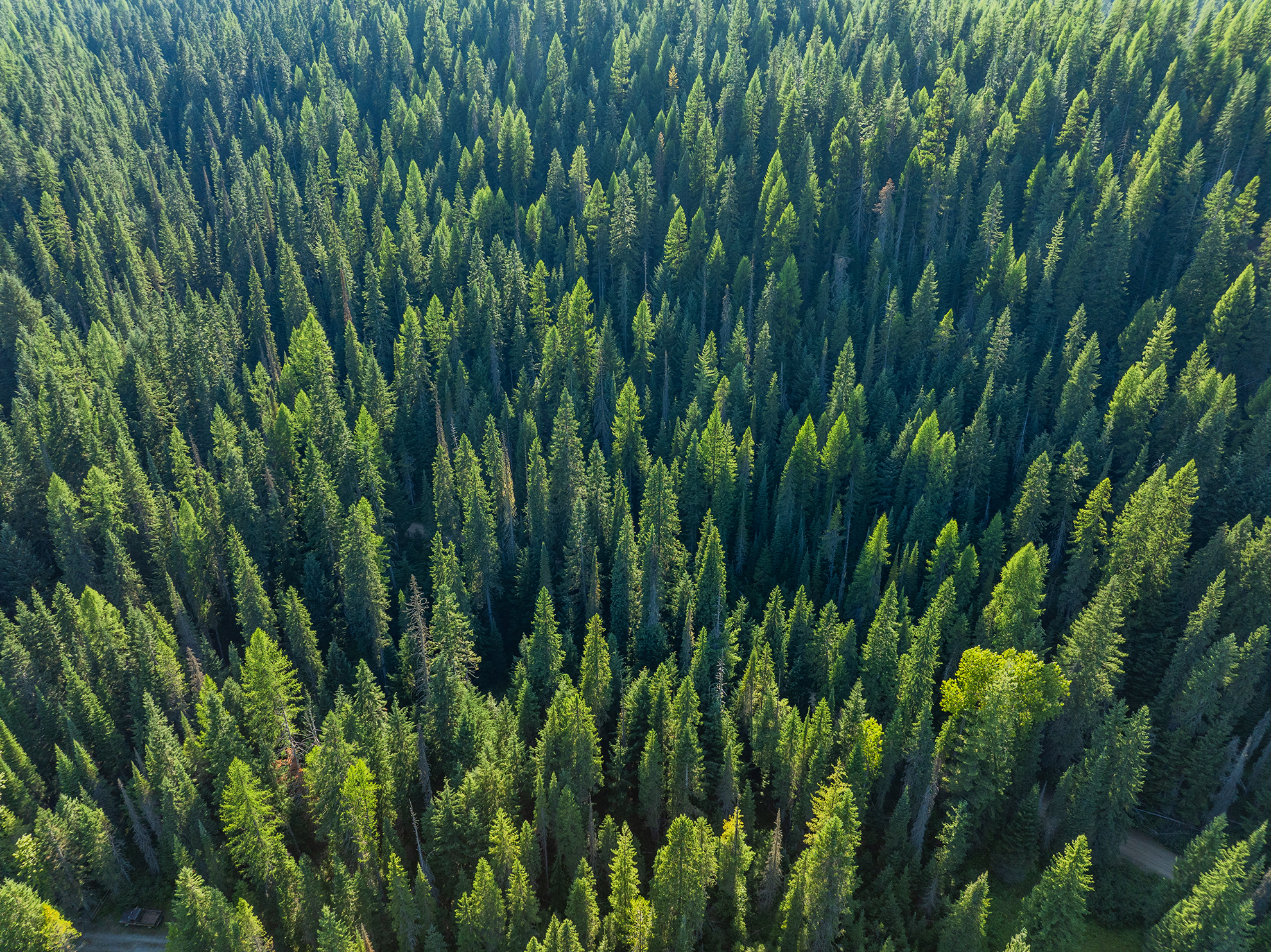Drone Photograph of Idaho National Forest